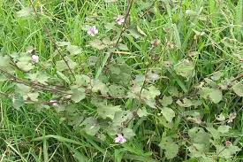 Image result for Urena