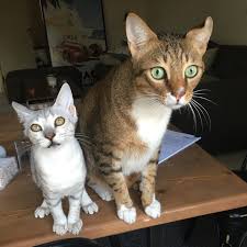 Maybe you would like to learn more about one of these? The Dubai Cat Sitting Company Offers Facebook