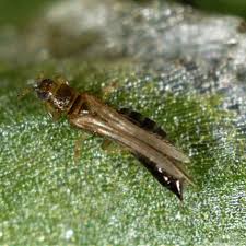 To apply diatomaceous earth, simply scatter it around the perimeter of your garden (or around the specific plants that are being disturbed by thrips). Thrips What Are They How To Get Rid Of Them