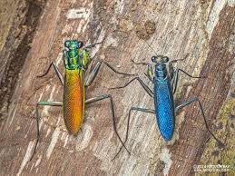 Image result for Macrotyloma rupestre × densiflo