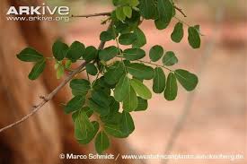 Image result for Dalbergia melanoxylon