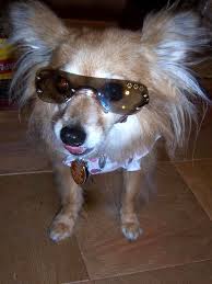 Maybe you would like to learn more about one of these? Boxer Dogs Wearing Sunglasses Quotes Quotesgram