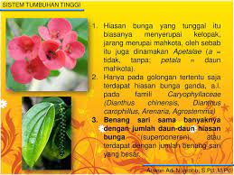 Bunga dikatakan tidak sempurna apabila pada bunga tersebut hanya memiliki salah satu dari kedua alat jika bunga sudah dewasa, kelopak dan mahkotanya akan membuka dan segera mengadakan penyerbukan (peristiwa. Kelas Dikotiledon Mempunyai Lembaga Dengan Dua Daun Lembaga Ppt Download