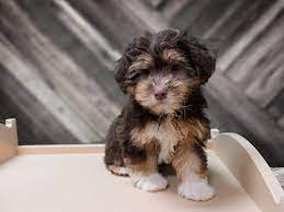 They are current on vaccinations and wormings. Havanese Dog Male Chocolate 2779971 Petland Racine Wi