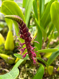 Image result for Bulbophyllum sandersonii