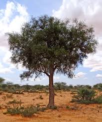 Image result for Balanites pedicellaris