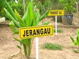 For more information and source, see on this link : Taman Herba Papan Perak Menarikdi Com