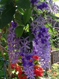 Image result for Petrea volubilis