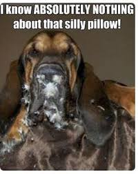 14 Funny Bloodhound Memes That Will Make Your Day Petpress Bloodhound Dogs Bloodhound Dog Memes