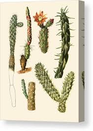 Image result for Opuntia imbricata