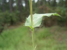 Image result for Arthraxon