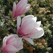 Image result for magnolia soulangeana