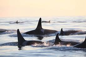 Ascii characters only (characters found on a standard us keyboard); Offshore Killer Whale Recovery Strategy Proposed Canada Ca