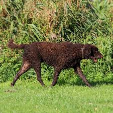 Image result for curly coated retrívr