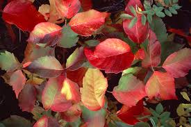While they differ in appearance, all of the plants grow white, cream or yellow berries in the fall. Beware Of Poison Ivy In The Fall Skincare Physicians