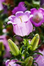 Canterbury Bells Flower Names Best Flower Wallpaper
