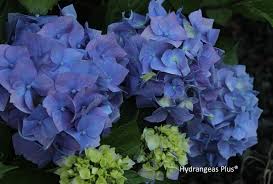 Image result for Hydrangea macrophylla bela obrázek