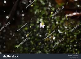 Image result for Utricularia striatula