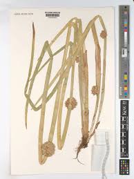 Image result for Schoenoplectiella articulata