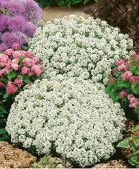 Pin On Garden Ideas