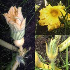 Julypumpkin plants have two kinds of flowers, male and female, which appear in early july. Why Have Only The Female Flowers Bloomed In My Pumpkin Patch Gardening Landscaping Stack Exchange