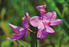 Tennessee's native plants can help your garden thrive. The Native Orchids Of Tennessee