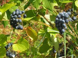 Image result for Smilax