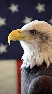 American symbols bald eagle flag mountains desktop hd. Iphone Eagle Wallpaper Hd Wallpaper