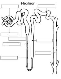 Image result for Nephrology Worksheets