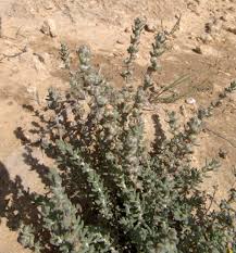 Image result for Chenolea