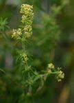 Image result for Galium chloroionanthum
