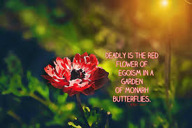 While many love the garden flowers i. Narcissistic Red Flower Poem Wolff Poetry Writing Resources