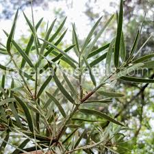 Image result for Afrocarpus