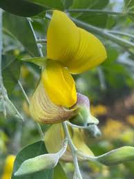 Image result for Crotalaria bernieri
