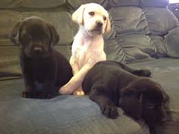 Merganser labrador retrievers located south of eugene, oregon, we breed akc labrador retriever puppies and offer chocolate and yellow stud service. Akc Yellow Black Lab Pups For Sale In Dover Oregon Classified Americanlisted Com