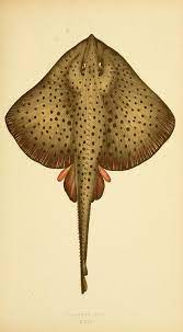 n165 w1150 illustrazione animali creature marine zoologia