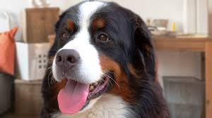 32 majestic photos of bernese mountain dogs that prove they're big, lovable floofs. Bernese Mountain Dog Compilation Youtube