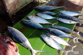 Baik untuk kesehatan, ini dia 10 jenis ikan laut yang bisa dimakan. Harga Berbagai Jenis Ikan Segar Di Pasar Ambon Turun Antara News Ambon Maluku