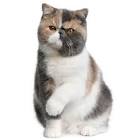 Exotic Shorthair - Wikipedia