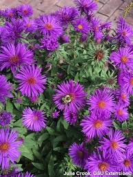 Image result for Aster