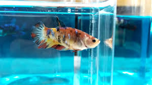 Keeffishkeeping.com is working with what we believe is the best breeder of show quality bettas on planet earth. Cupang Plakat Nemo Galaxy Multicolor Soft Gold F04 Youtube