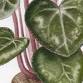Botanical Painting - Houseplants: A Focus on Foliage - WVQ6+FQ RHS Garden Rosemoor, t Event Image