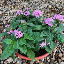 Image result for Pentas lanceolata