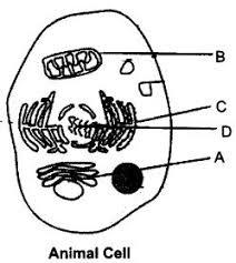 Why is the plasma membrane called a selectively permeable membrane? Short Answer Type Questions Biology World
