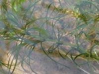 Image result for Najas graminea