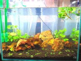 Suisouとタイニムファの浮き葉 Suisou物語