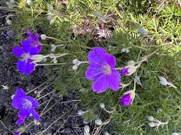 Image result for Geranium incanum