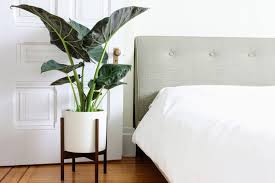 When the nighttime temperatures are above 50°f (10°c), find a spot in your garden that gets partial shade and has good drainage. At Home With The Elephant S Ear Plant Care Tips And More La Residence