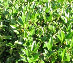 Ihnen wunderschön blühende hecken oder immergrüne, winterharte hecken aus. Blog Winterharte Und Immergrune Hohe Straucher Fur Eine Schonen Hecke