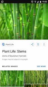 A cactus makes food through the process of photosynthesis, like any other plant. Which Plant Makes Its Food In The Stem Quora